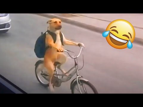 Best Funny Videos Of 2026 😂😁 | Try Not To Laugh CHALLENGE (Impossible)