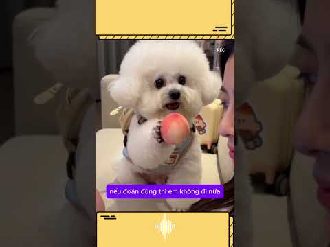 Chó cưng định bỏ nhà đi