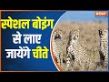 Cheetah Reintroduction Plan: Boeing 747 Will Carry 8 Cheetahs Tomorrow, Landing Scheduled At Jaipur