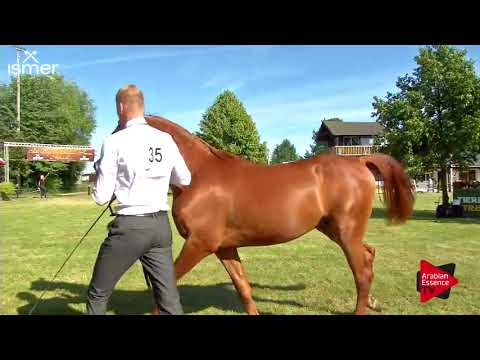 Strohen 2018 C-Show Junior Colts Championship