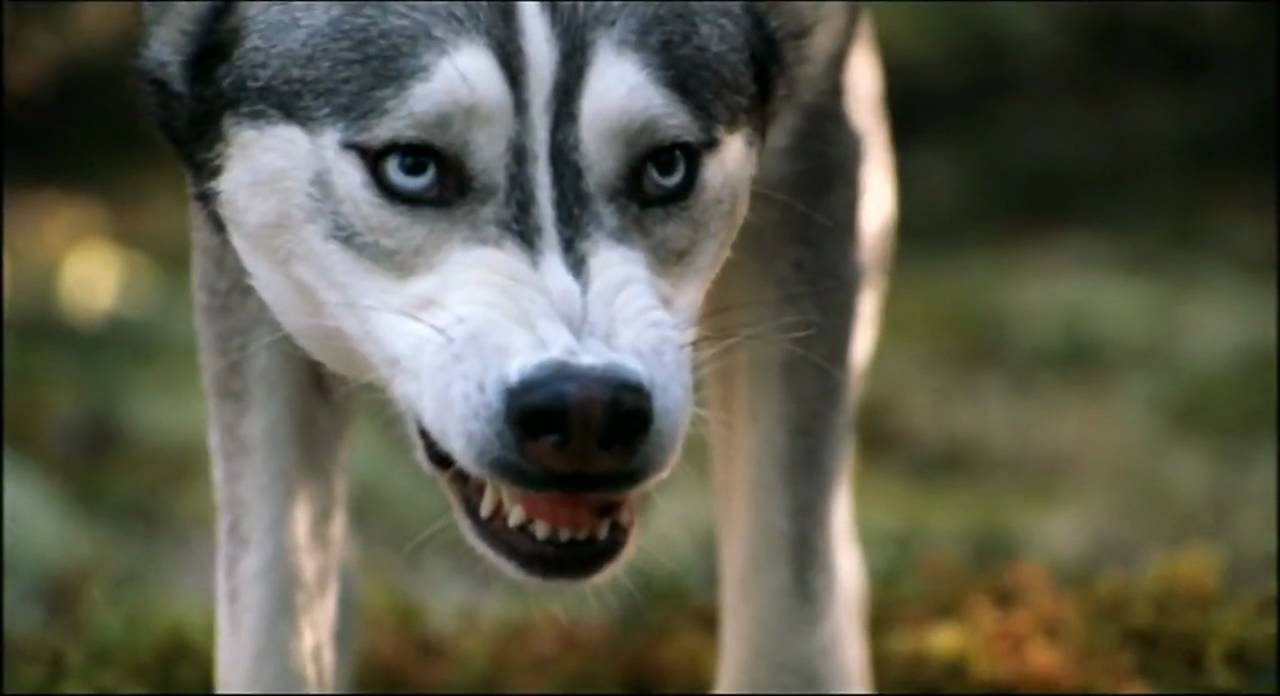 The Last Trapper - Trailer