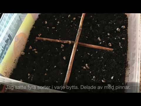 VINTERODLA - Så i godisbyttor på vintern