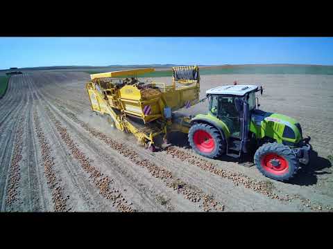 Zwiebelernte in Österreich