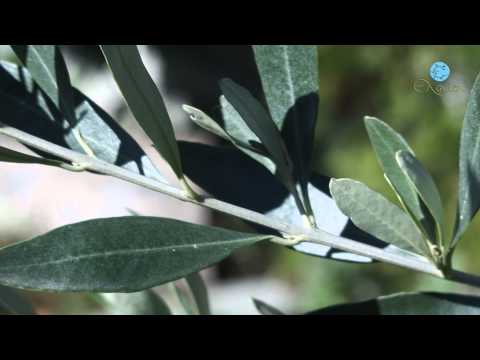 Εκεί που φτερουγίζει ο νους...