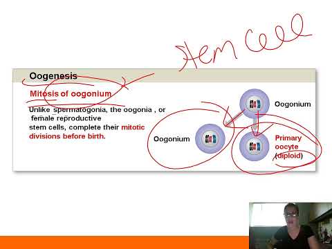 Female Reproductive System