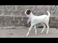 Pure Gulabi Goat Baby 4 Month Goat Farming Alpha Farms Pk