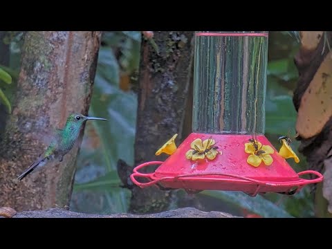 White-vented Plumeleeter Hovers At The Panama Hummingbird Feeder – Sept. 30, 2024