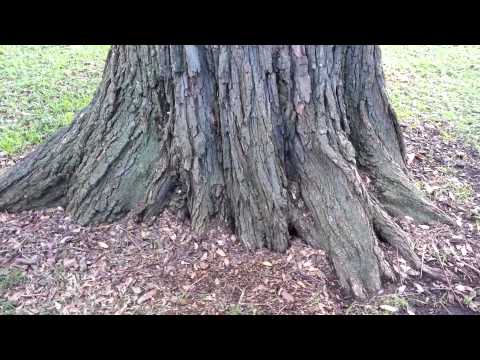 Tipuana tipu - Pride of Bolivia - Rosewood HD 01