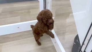 トイプードルの動画01