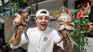 Buying My PET BULL FROG a Friend!! (GONE WRONG)