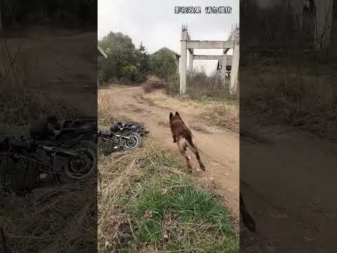 #狗是人类最忠诚的朋友  #万物皆有灵性  #萌宠