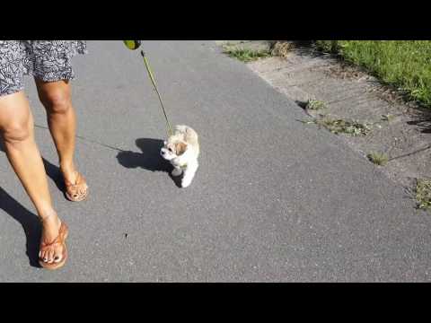 Der erste Spaziergang von Fariba aus der Fuerstenkrone