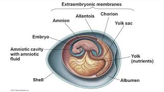 Amniotic Egg 2020