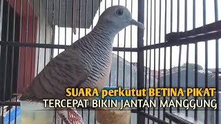 Download lagu Perkutut Betina memanggil jantan Suara bersahutan perkutut lokal gacor , Ampuh untuk PANCINGAN mp3
