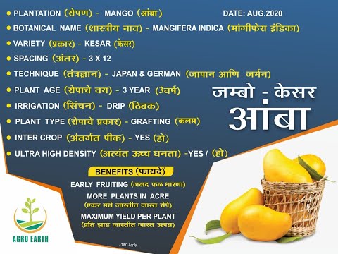 Agro Earth Kesar Aam Farming German & Israel Technology Mango Marath Aug 2020