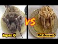Philippine DERBY Spider VS Japan spider / spider fight.