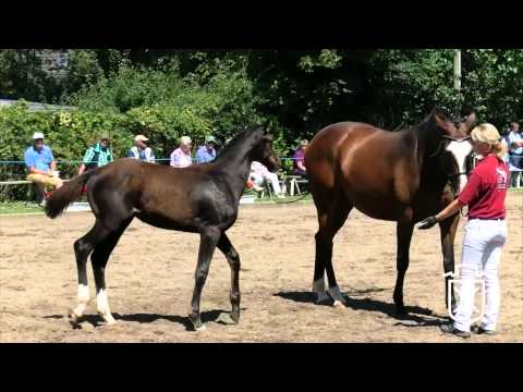 Stutfohlen von Casall - Cassini I - Barinello (Fohlen-Championat, Marne)