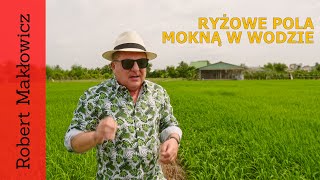 Ryżowe pola mokną w wodzie. (odc. 171)