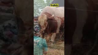 Download lagu 7 SAPI LEGENDARIS DENGAN BOBOT TERBESAR DI INDONESIA #shorts #indonesia #sapi #artis #viral mp3