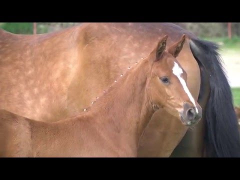 Holsteiner Fohlenauktion im Juni - Nr. 12 v. Comme il faut - Canto