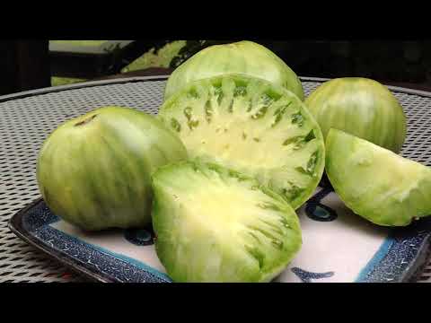 Reinhard Kraft's GWR Tomato: All Purpose Oxheart. Green When Ripe!