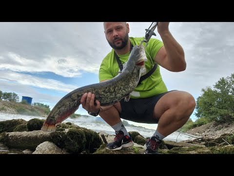Ribolov soma glavinjarom - Catch and Release  (Spinning catfish)