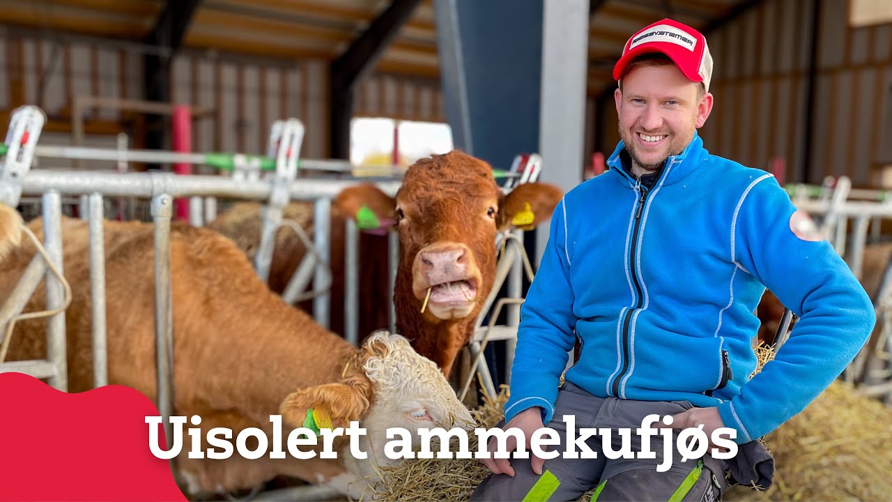 Uisolert ammekufjøs ved Mjøsa