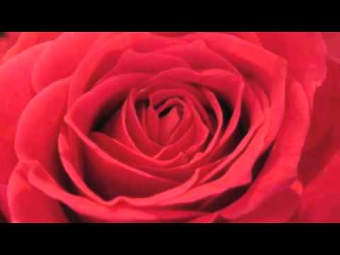 Reyð er tann rósan.