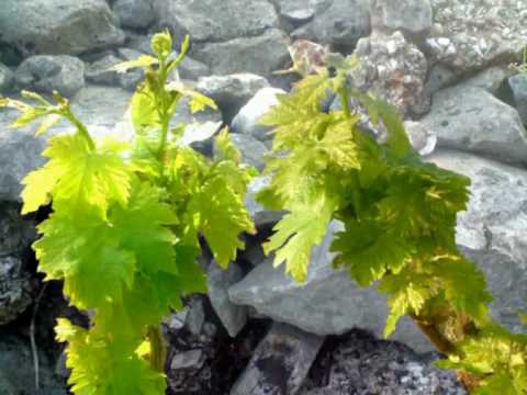 Međugorje, sveto misto