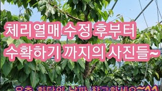 체리  5월 말경부터 6월 한달간의 일기
