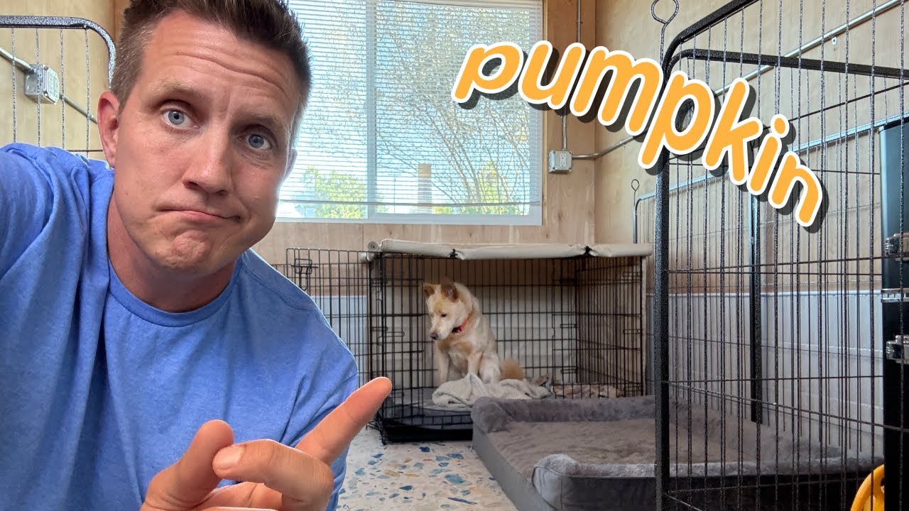 Will he come out of his crate?! 😳 Pumpkin Pupdate LIVE 🔴