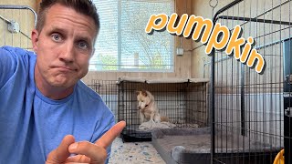 Will he come out of his crate! 😳 Pumpkin Pupdate LIVE 🔴