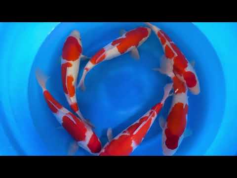 JKS-236 Yamamatsu Kohaku, Ai Koromo