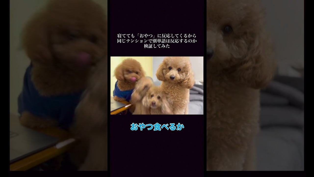 地獄耳なら寝てても「おやつ」と「オナラ」は聞き分けられるのか検証【多頭飼い】　♯shorts