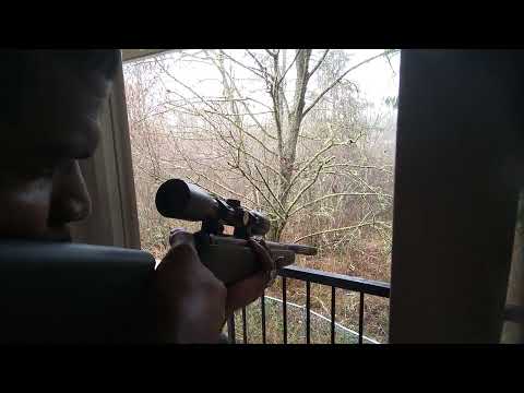 22 Cal Benjamin Prowler Air Rifle kills "Mountain Lion" from 180 yards away from balcony #hunting