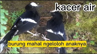 Download lagu KACER AIR‼️melihat langsung dialam liar kacer meloloh anaknya#burungmahal#hewan mp3 Download lagu KACER AIR‼️melihat langsung dialam liar kacer meloloh anaknya#burungmahal#hewan mp3