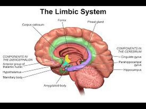 2014 Personality Lecture 16:  Extraversion & Neuroticism (Biology & Traits)