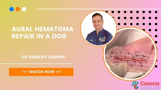 与 Ramesh 博士一起修复狗的耳部血肿 |塞斯纳生命线兽医医院