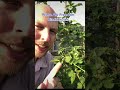 What is the best variety of blackberries to grow? #gardening #blackberry #shorts #prepper #plants