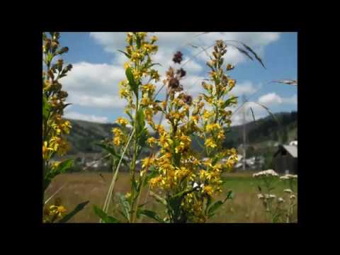 Călător prin Bucovina foto Cârlibaba