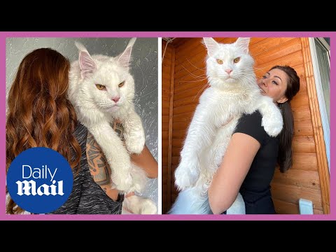 This 28lbs cat is so big people think it's a dog