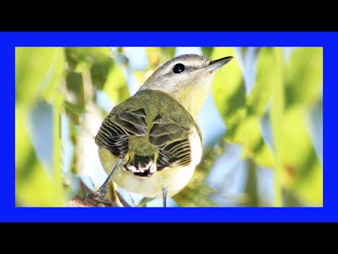 Vireo sťahovavý (Vireo philadelphicus) — správanie, biotop a hlas