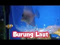 Ikan Hias Laut Burung Laut