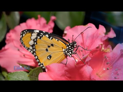 Nicolas de Angelis - La Esperanza