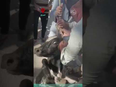فيديو | نقاذ بقرة وانتشالها من بالوعة في احد مشاريع الديوانية