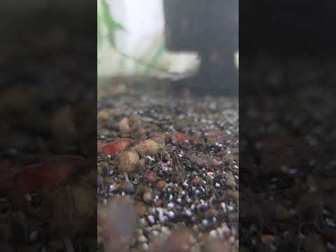 30+  Neocaridina SHRIMP  Wild type Free Shipping thumbnail 4