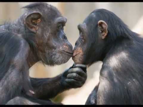 Chimpancés - Chimpancés casi humanos - Que ganas con decir que yo