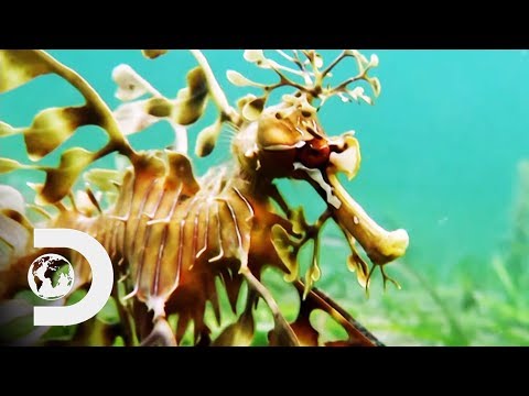 The Leafy Sea Dragon Is A Mythical Looking Creature! | Weird Creatures With Nick Baker