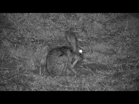 Djuma: Scrub Hare - 18:57 - 03/18/19