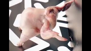 Download lagu Ayam joget mp3